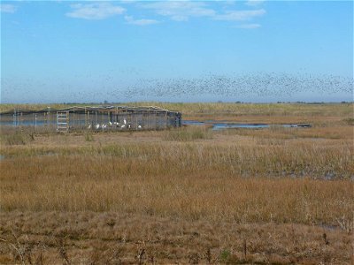 Newly arrived 2011 cohort in the top-netted pen in the White Lake Wetlands Conservation Area (WLWCA) with a large flock of ducks and geese flying over the marsh in the background. Photo credit: Sara photo