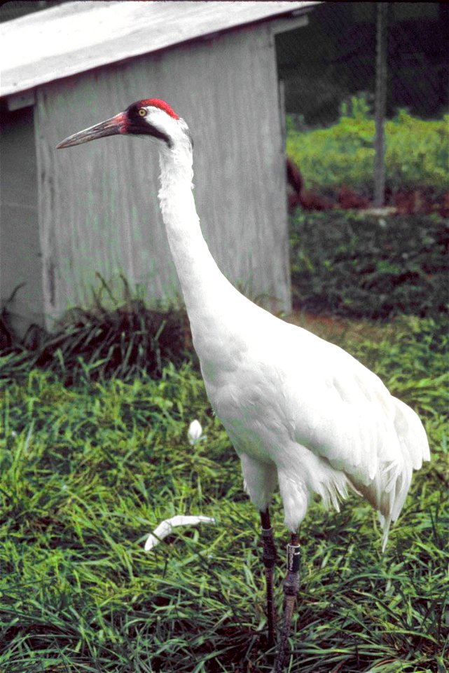 A captive Whooping Crane