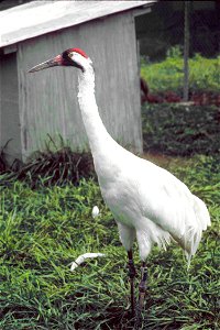 A captive Whooping Crane photo