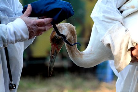 A veterinarian prepares to place a hood on a juvenile Whooping Crane. The hood will help keep the bird calm while it is handled. Wheeler National Wildlife Refuge, Decatur, AL. Photo: Bill Gates, USFWS