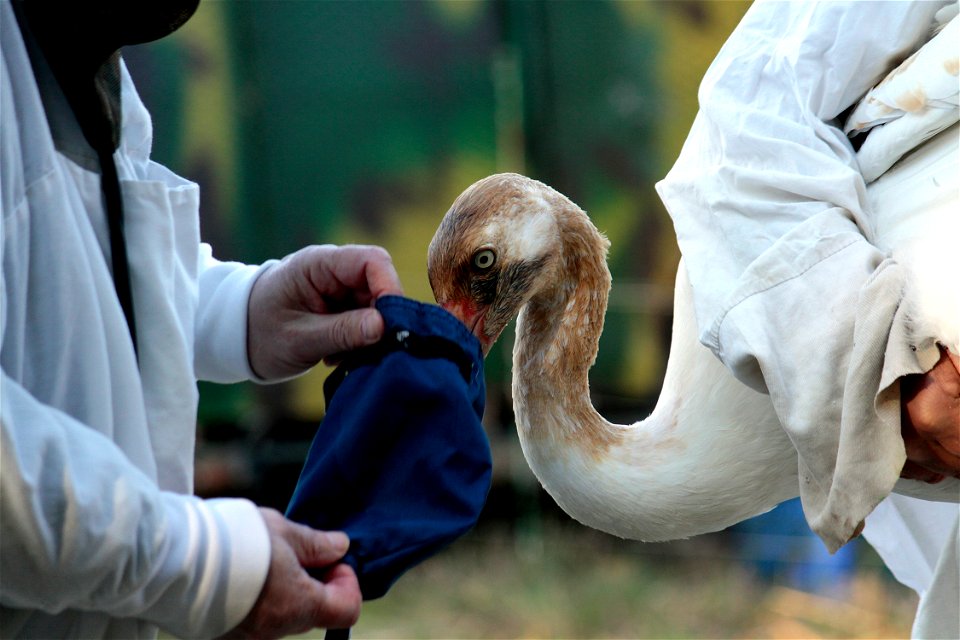 A veterinarian is placing a hood on a juvenile Whooping Crane. This will help keep the bird calm while it is handled. Wheeler National Wildlife Refuge, Decatur, AL. Photo: Bill Gates, USFWS