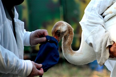 A veterinarian is placing a hood on a juvenile Whooping Crane. This will help keep the bird calm while it is handled. Wheeler National Wildlife Refuge, Decatur, AL. Photo: Bill Gates, USFWS
