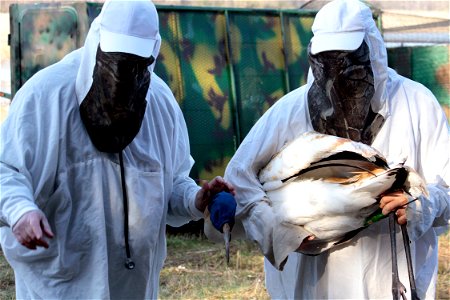 A juvenile Whooping Crane in a hood designed to keep it calm during handling is ready for being banded and having a radio transmitter attached to one of its legs. Wheeler National Wildlife Refuge, Dec photo