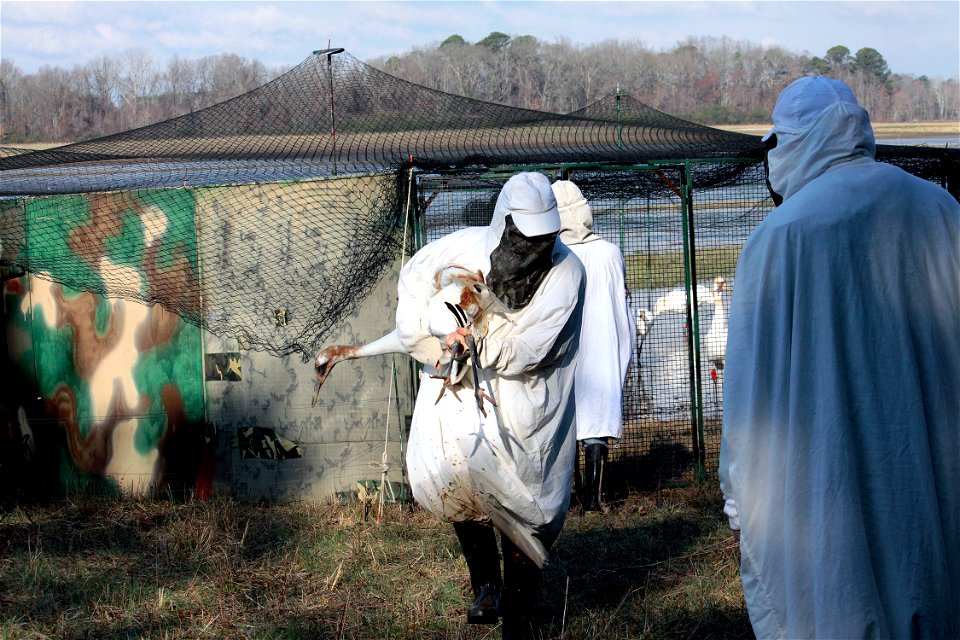 A juvenile Whooping Crane has been captured for a health check by a veterinarian and banding by biologists. An aluminum band with a unique number and colored, plastic bands and a radio transmitter wil
