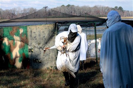 A juvenile Whooping Crane has been captured for a health check by a veterinarian and banding by biologists. An aluminum band with a unique number and colored, plastic bands and a radio transmitter wil