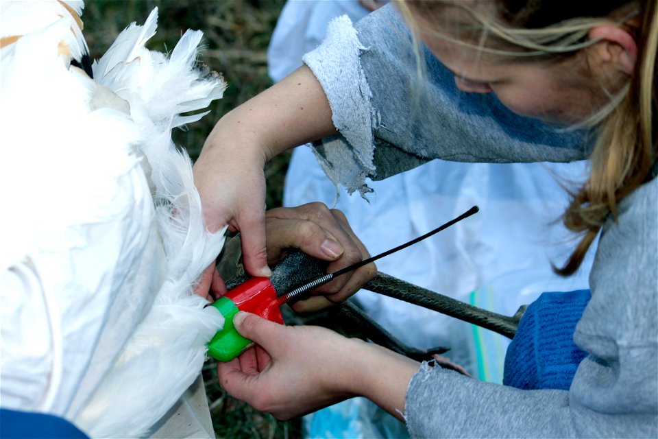 A radio transmitter is applied to the leg of a juvenile Whooping Crane. Wheeler National Wildlife Refuge, Decatur, AL. Photo: Bill Gates, USFWS