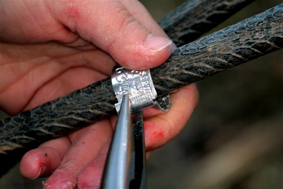 A uniquely numbered aluminum band is being placed on the leg of a juvenile Whooping Crane. Wheeler National Wildlife Refuge, Decatur, AL.  Photo: Bill Gates, USFWS