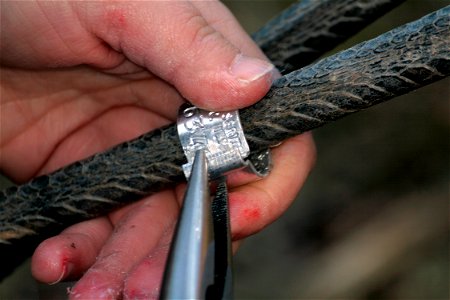 A uniquely numbered aluminum band is being placed on the leg of a juvenile Whooping Crane. Wheeler National Wildlife Refuge, Decatur, AL.  Photo: Bill Gates, USFWS