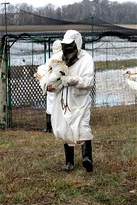 A juvenile Whooping Crane is carried from the holding pen so it can receive a health exam, be banded, and fitted with a radio transmitter. Wheeler National Wildlife Refuge, Decatur, AL.