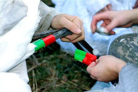 Glue is applied to a part of the radio transmitter that will surround another part after it is placed on the leg of a Whooping Crane. Two colored leg bands are already on the other leg. These help to photo
