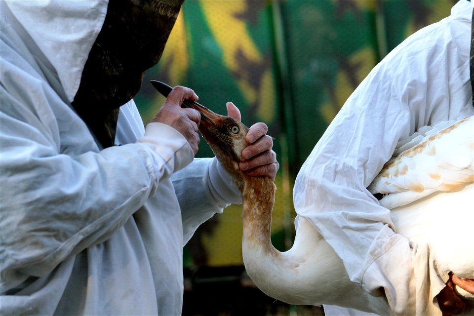 A Juvenile Whooping Crane is examined by a veterinarian to insure it is healthy. Wheeler National Wildlife Refuge, Deatur, AL. Photo: Bill Gates, USFWS