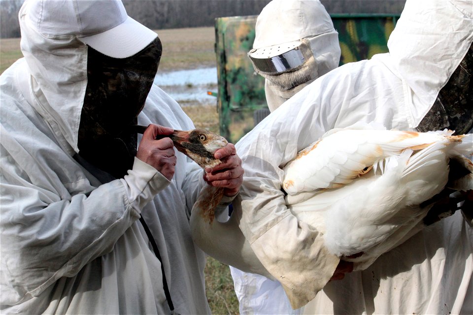 A veterinarian inspects a juvenile Whooping Crane as part of a health examination. Wheeler National Wildlife Refuge, Decatur, AL.