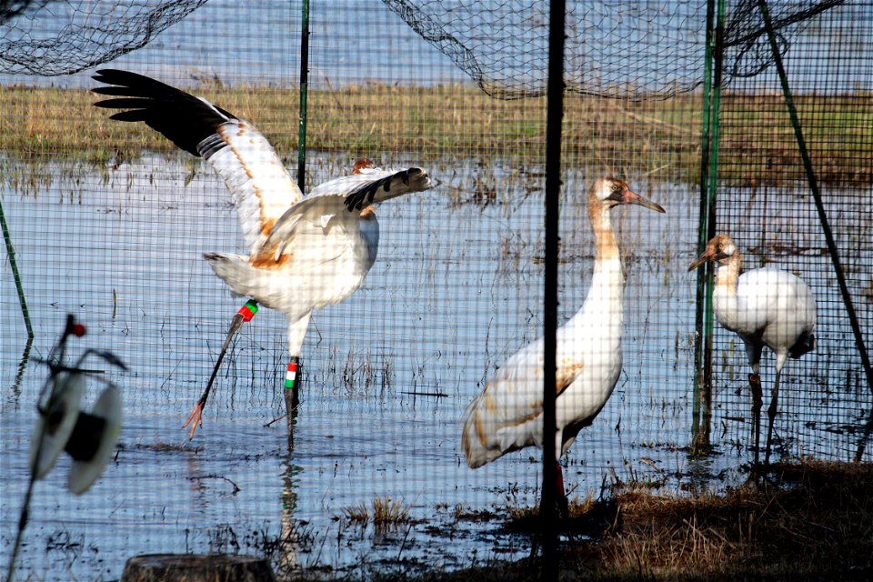 A juvenile Whooping Crane stretches while other move about their holding pen. These birds are the new members of a flock being established in the eastern U.S. Wheeler National Wildlife Refuge, Decatur