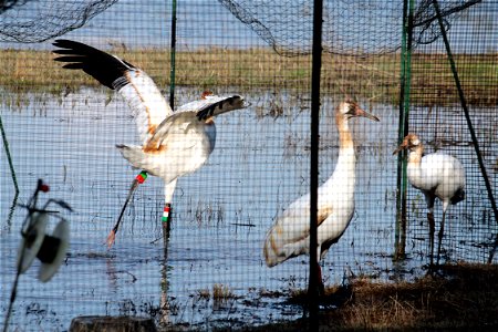 A juvenile Whooping Crane stretches while other move about their holding pen. These birds are the new members of a flock being established in the eastern U.S. Wheeler National Wildlife Refuge, Decatur