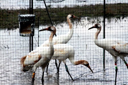 Juvenile Whooping Cranes in their holding pen at Wheeler National Wildlife Refuge, Decatur, Alabama.