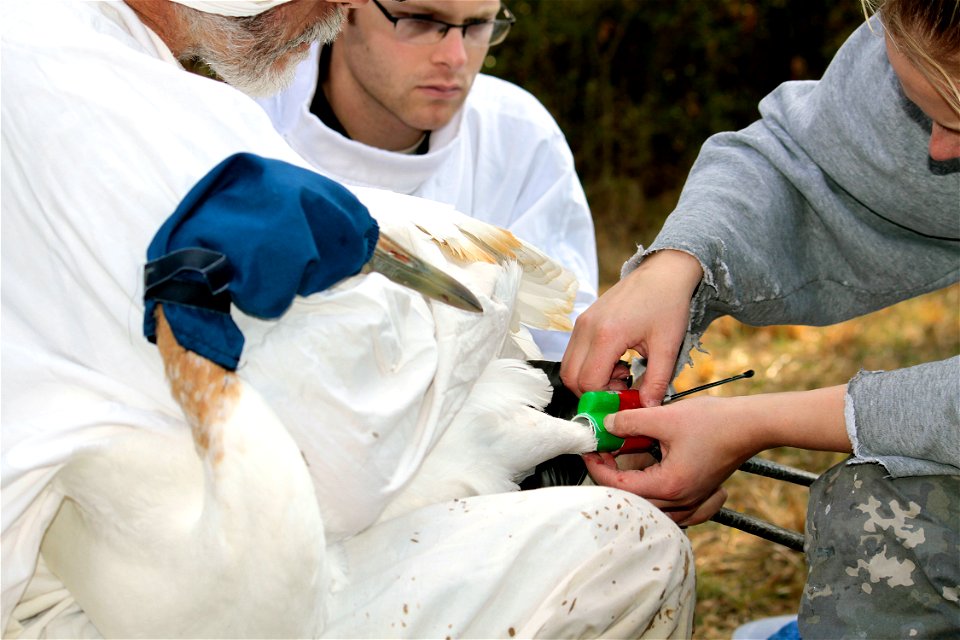A juvenile whooping crane with a hood on to keep it calm appears to be watching biologist Eva Szyszkoski, International Crane Foundation,  place a radio transmitter on its leg. Wheeler National Wildli