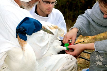 A juvenile whooping crane with a hood on to keep it calm appears to be watching biologist Eva Szyszkoski, International Crane Foundation, place a radio transmitter on its leg. Wheeler National Wildli photo
