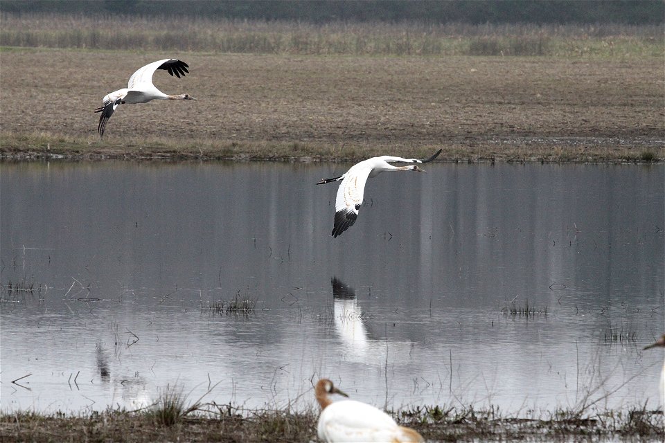 Two juvenile Whooping Cranes (Grus americana) recently released from their holding pen fly around the area on Wheeler National Wildlife Refuge, Decatur, Alabama. Photo by Bill Gates, USFWS Feb. 10, 20