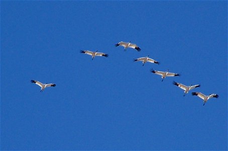 Whooping cranes (Grus americana) fly in a 'V' formation.  Whooping canes are endangered, with only one self-sustaining wild population, the Aransas-Wood Buffalo National Park  (AWBNP) population. This