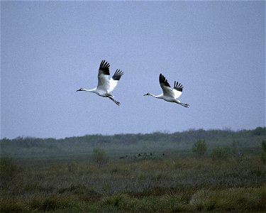 Two whooping cranes fly across habitat studded with palmetto and prickly pear cactus at Aransas National Wildlife Refuge in Texas. (Steve Hillebrand/USFWS) photo