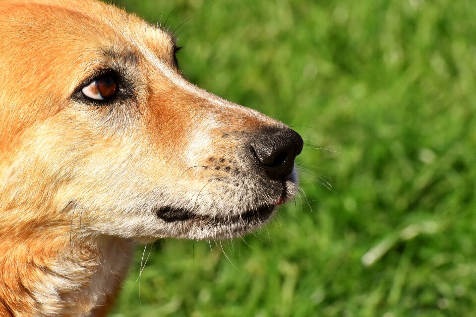 Pet animal mixed breed dog
