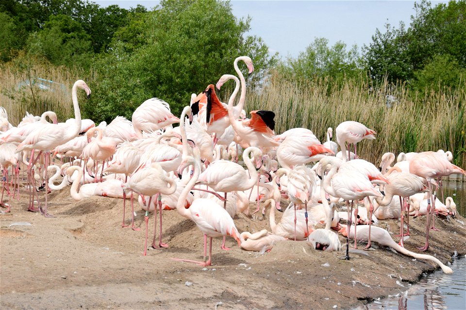 Greater Flamingo at Slimbridge Wetland Centre, Gloucestershire, England. The  Centre keeps all six species of flamingo (Chilean, James’s, Caribbean, Greater, Lesser and Andean).