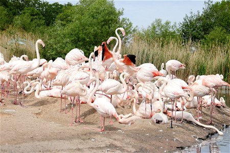 Greater Flamingo at Slimbridge Wetland Centre, Gloucestershire, England. The Centre keeps all six species of flamingo (Chilean, James’s, Caribbean, Greater, Lesser and Andean). photo