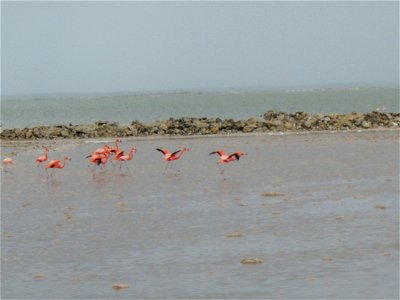 Great Inagua has one of the largest populations of this greater flamingos in the world. Photo Credit: Caleb Spiegel/USFWS photo