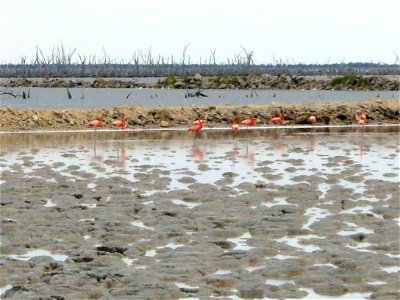 Great Inagua has one of the largest populations of this greater flamingos in the world. Photo Credit: Caleb Spiegel/USFWS photo