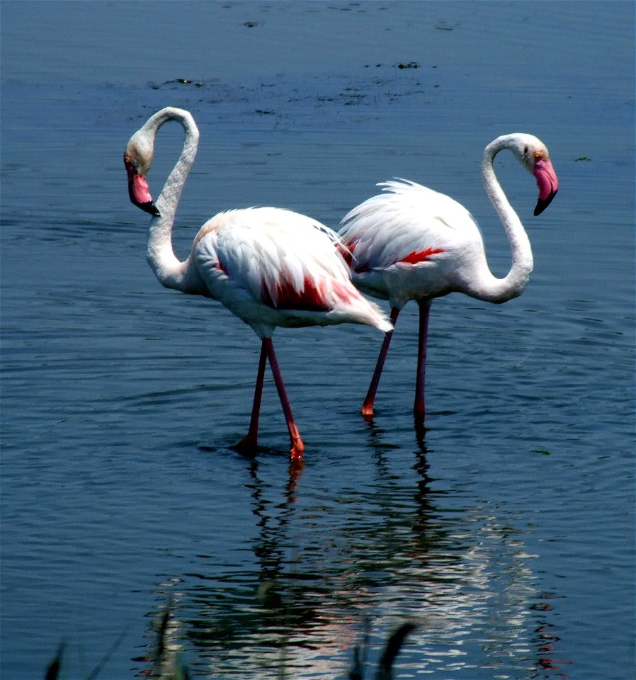 Greater Flamingo (Phoenicopterus roseus) in Le Grau-du-Roi (France)