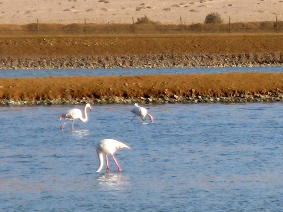 Wildlife and Plants of Israel