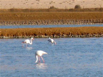 Wildlife and Plants of Israel photo