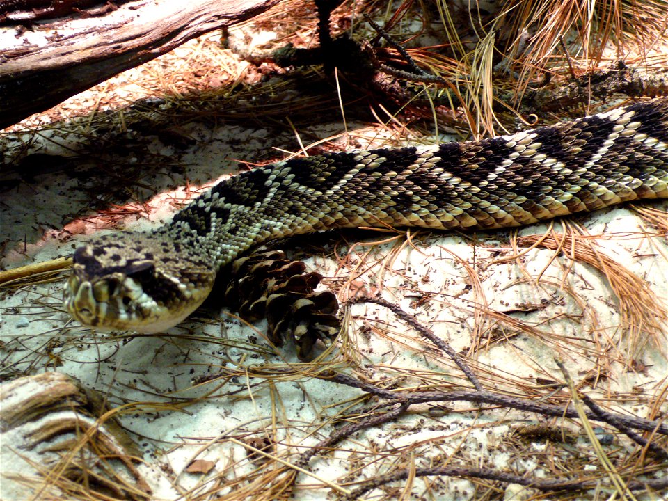 Eastern Diamondback Rattlesnake (Crotalus adamanteus)