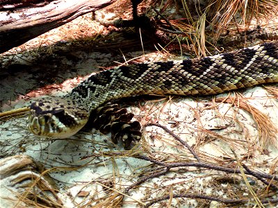 Eastern Diamondback Rattlesnake (Crotalus adamanteus)