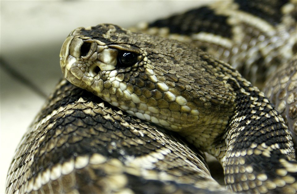 Eastern Diamondback Rattlesnake (Crotalus adamanteus)