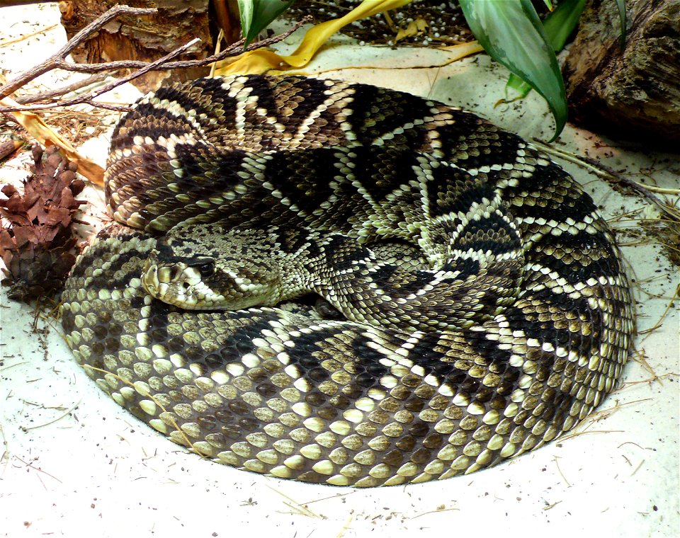 Eastern Diamondback Rattlesnake (Crotalus adamanteus)