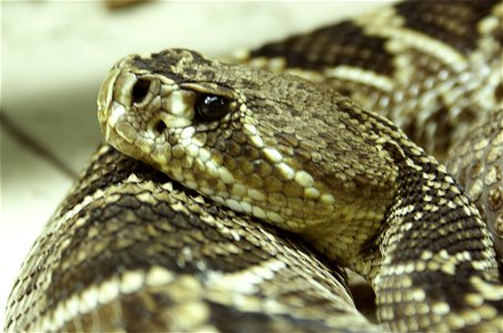 Eastern Diamondback Rattlesnake (Crotalus adamanteus)