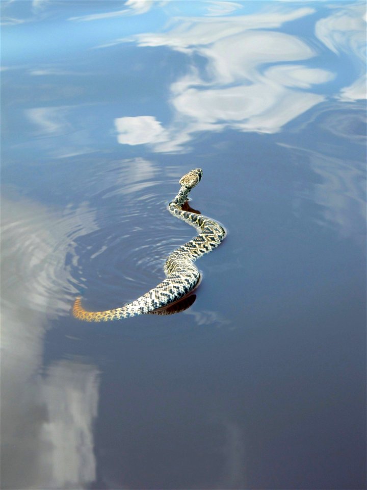 Eastern Diamondback Rattlesnake seen swimming in Mud Lake.  NPS Photo