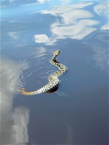 Eastern Diamondback Rattlesnake seen swimming in Mud Lake.  NPS Photo
