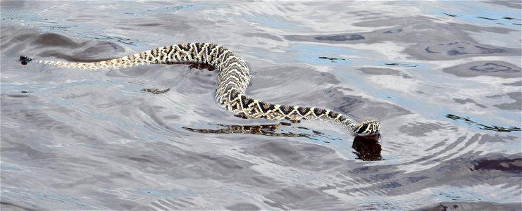 Eastern Diamondback Rattlesnake seen swimming in Mud Lake.  NPS Photo