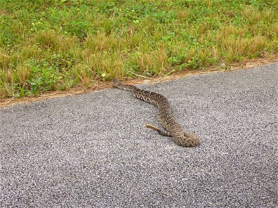 Rattlesnake, NPSPhoto