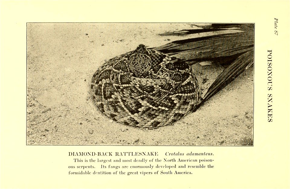 Reptiles of the world : tortoises and turtles, crocodilians, lizards and snakes of the eastern and western hemispheres / by Raymond L. Ditmars.