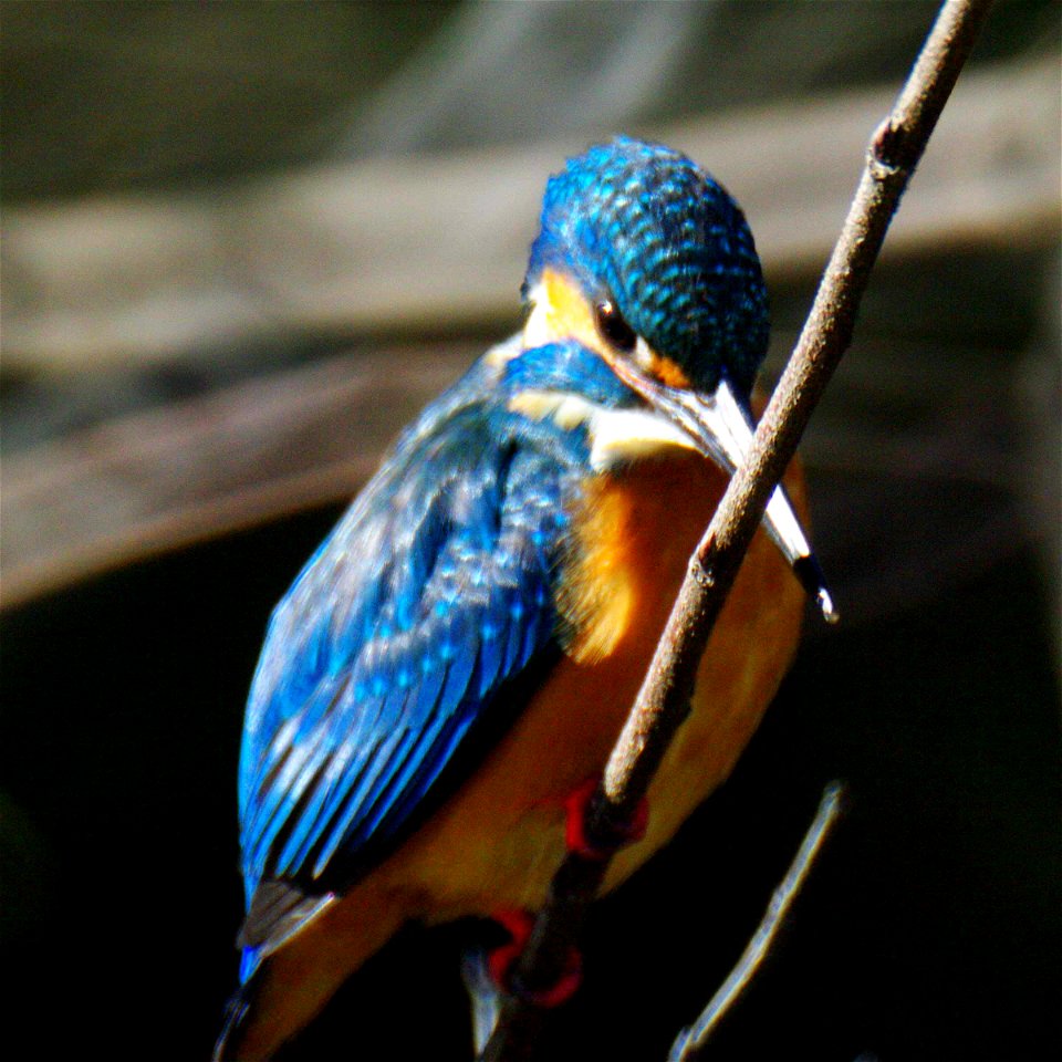 A Common Kingfisher forest of Izumi, Yamato-city
