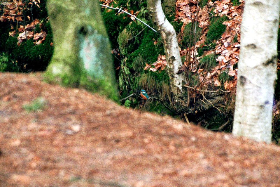 IJsvogel in Driebergen