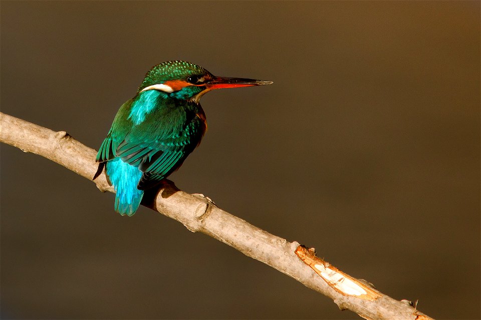 Kingfisher, a natural oasis of Torrile [PR] italy