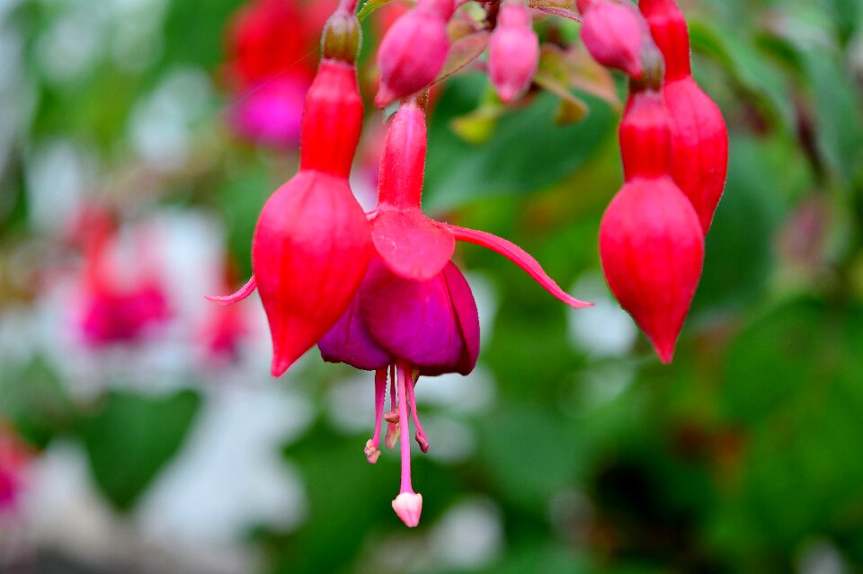 Flower close up nature photo