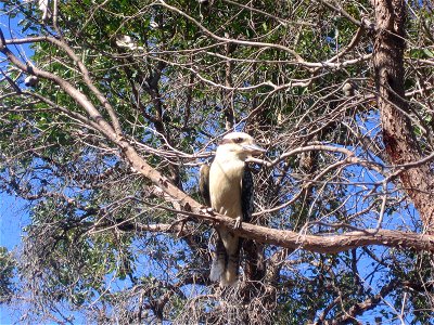 Bickley Brook Reservoir, Kookaburra photo