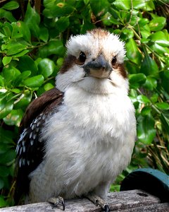 This image, from a digital compact camera, is of an immature specimen of Dacelo novaeguineae. It was seen in a garden and allowed the photographer to slink up next to it - no worries.  It is an introd