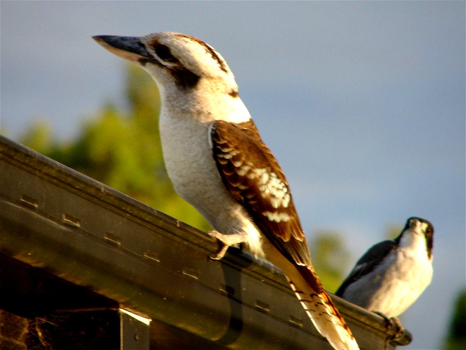A Laughing Kookaburra posing for a Butcher Bird