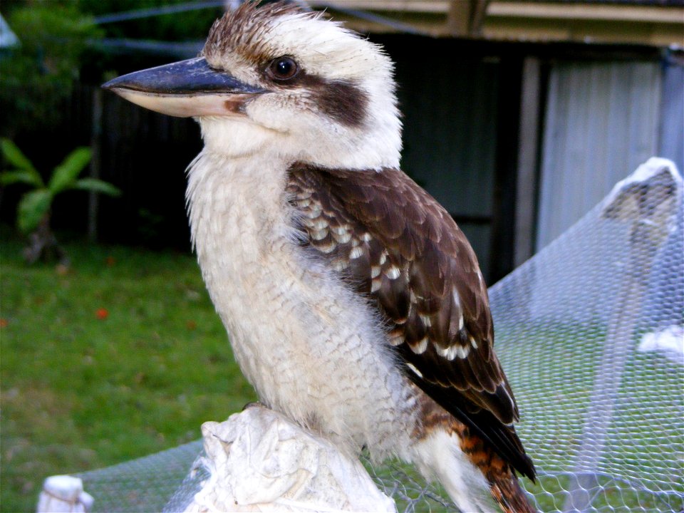 Australian Kookaburra